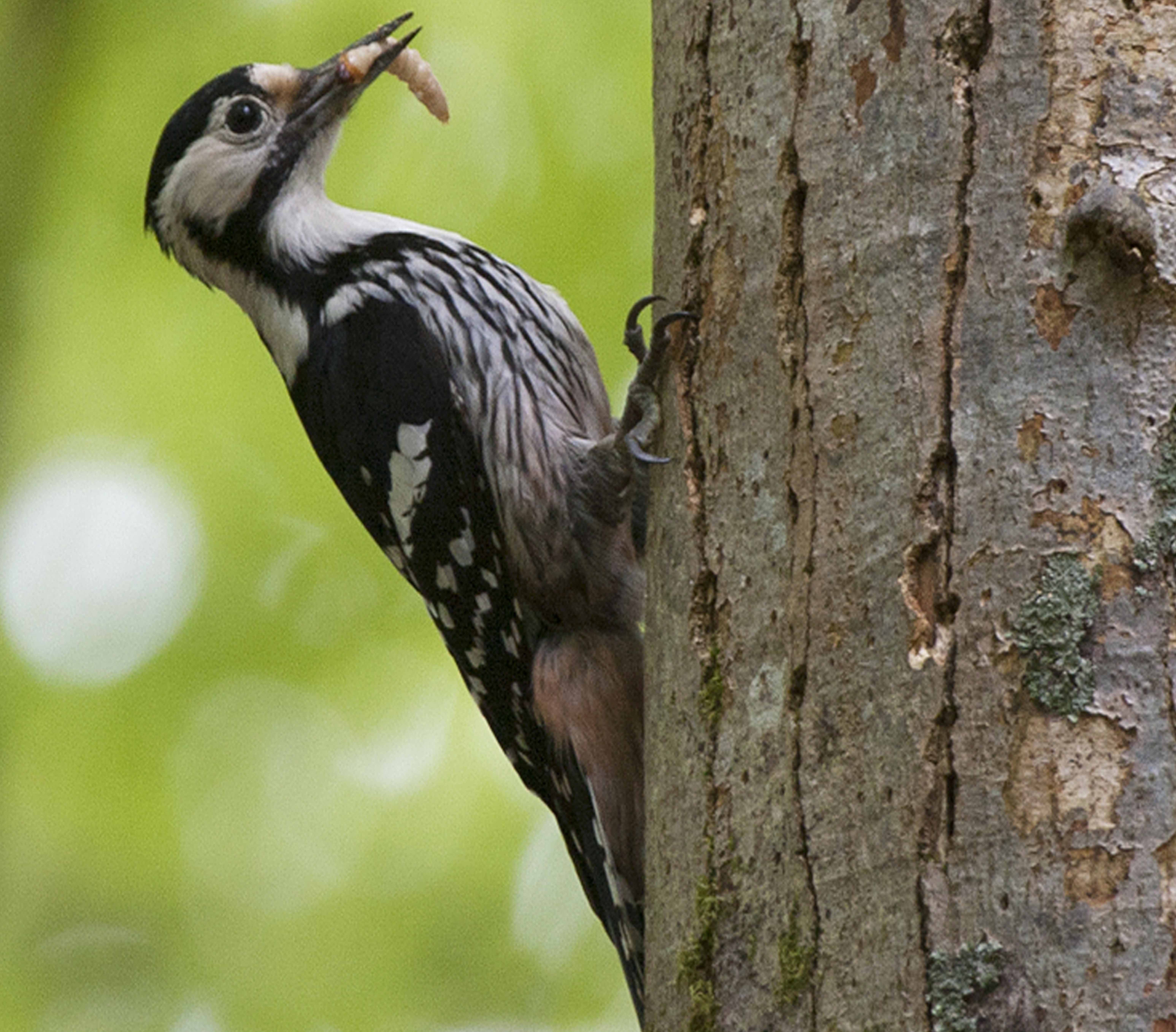 White-backed Woodpecker. Photo: Frode Falkenberg.