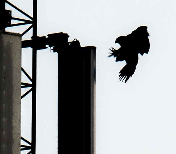 Cover photo: A Peregrine Falcon (Falco peregrinus) landing on a radio antenna. Photo: Bjarne Emil Time.