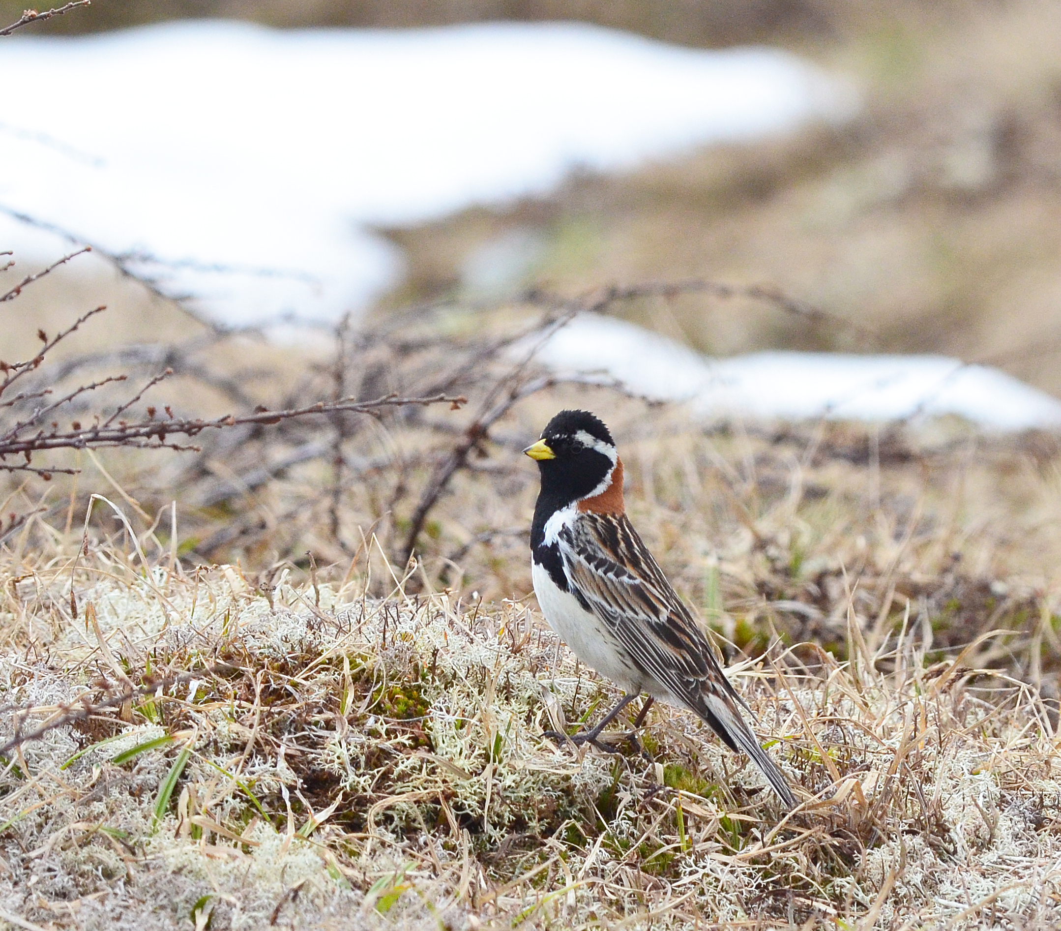 Male Lapland Longspur in its breeding habitat. Photo: Vegard B. Fjeldheim.