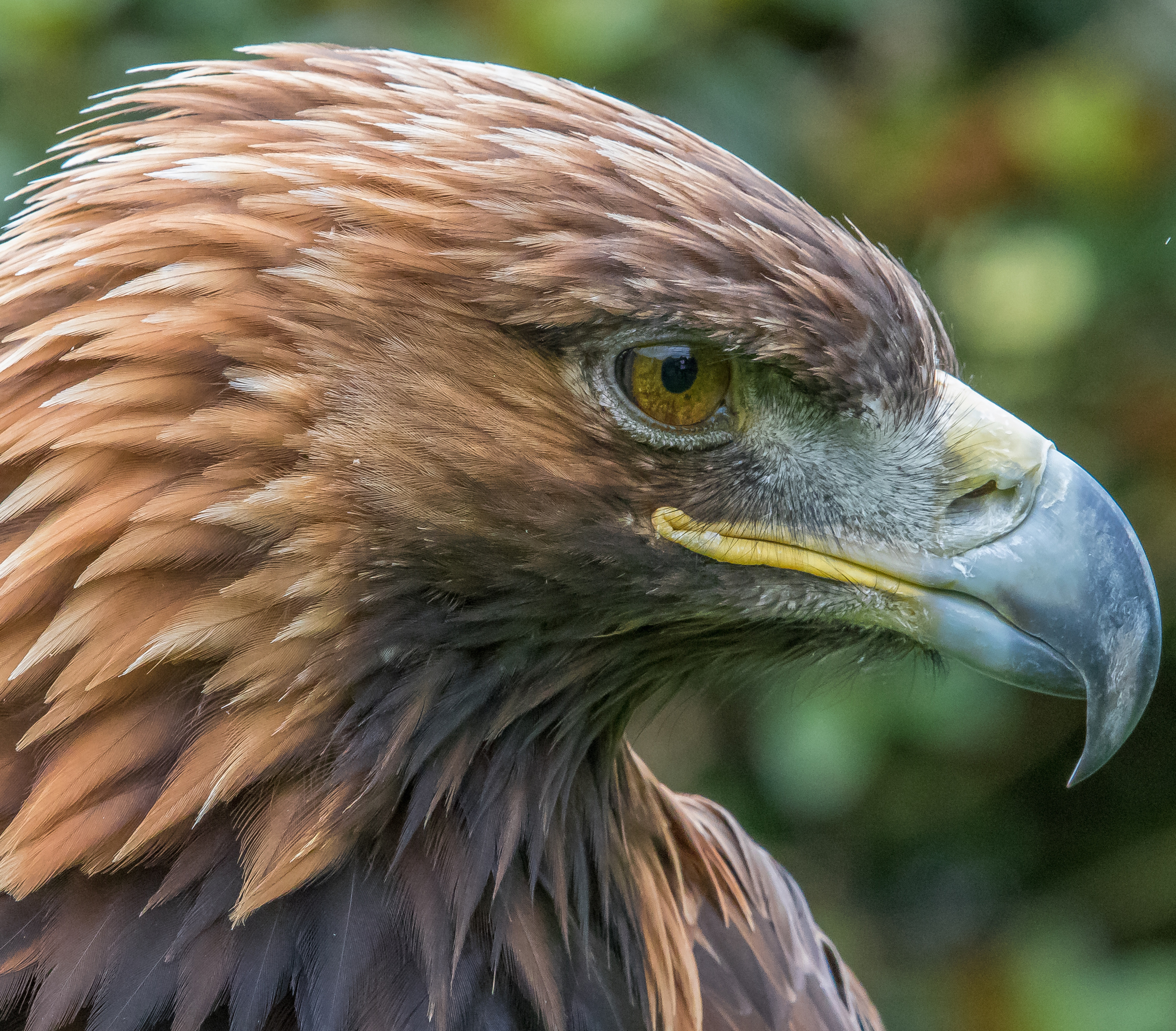 Adult Golden Eagle. Photo: Kristian Henriksen.