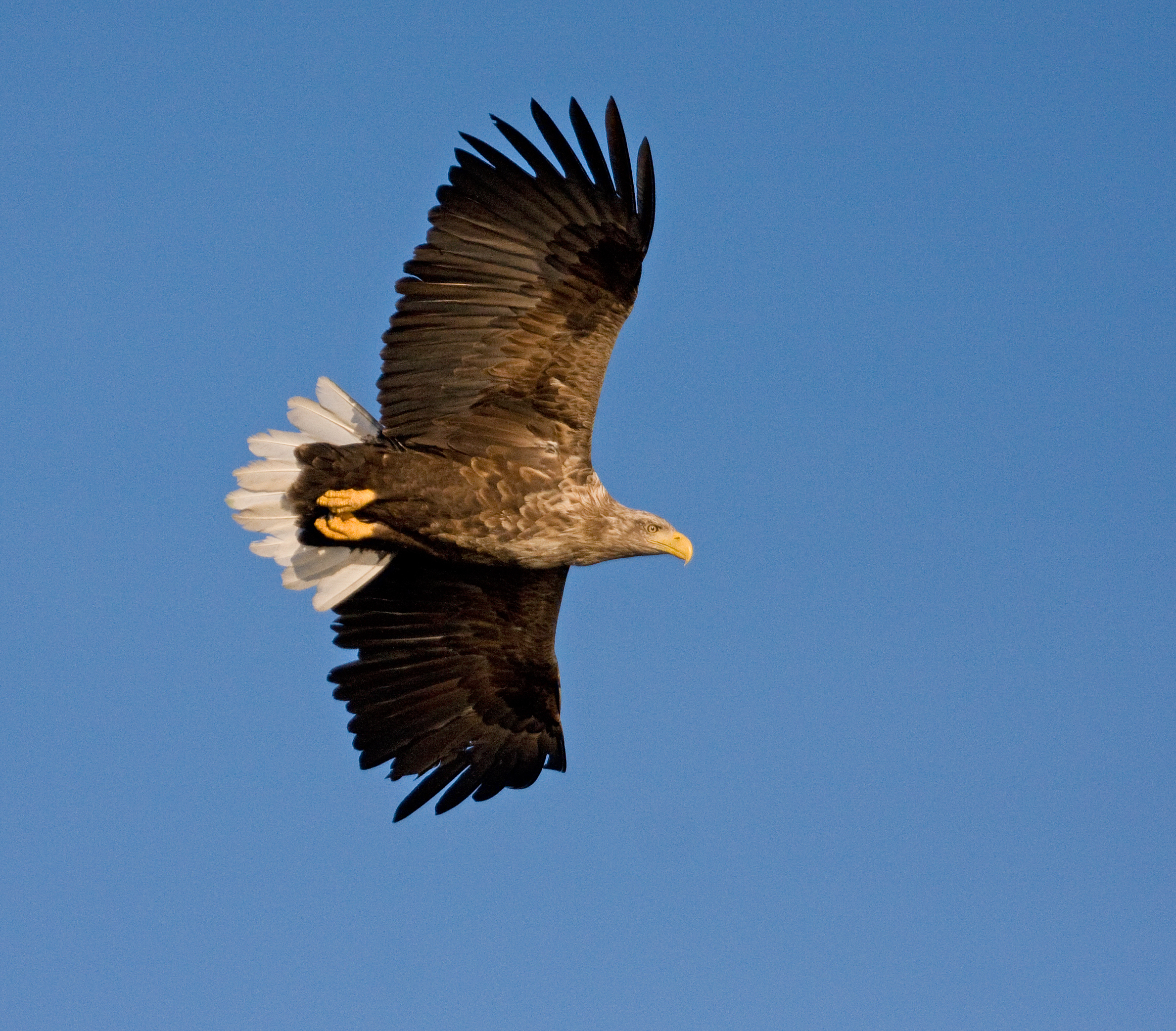 Adult White-tailed Eagle. Photo: Karl-Otto Jacobsen.