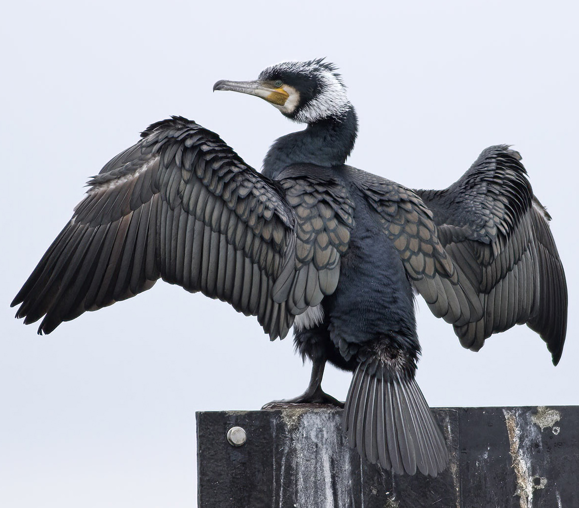 Great Cormorant of the subspecies Phalacrocorax carbo sinensis. Photo: Frode Falkenberg.