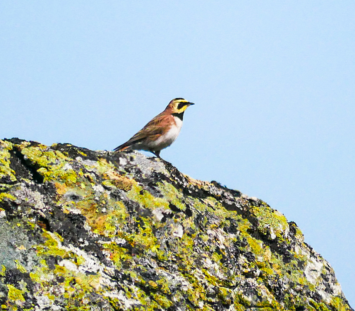 Horned Lark. Photo: Oscar Østvold.