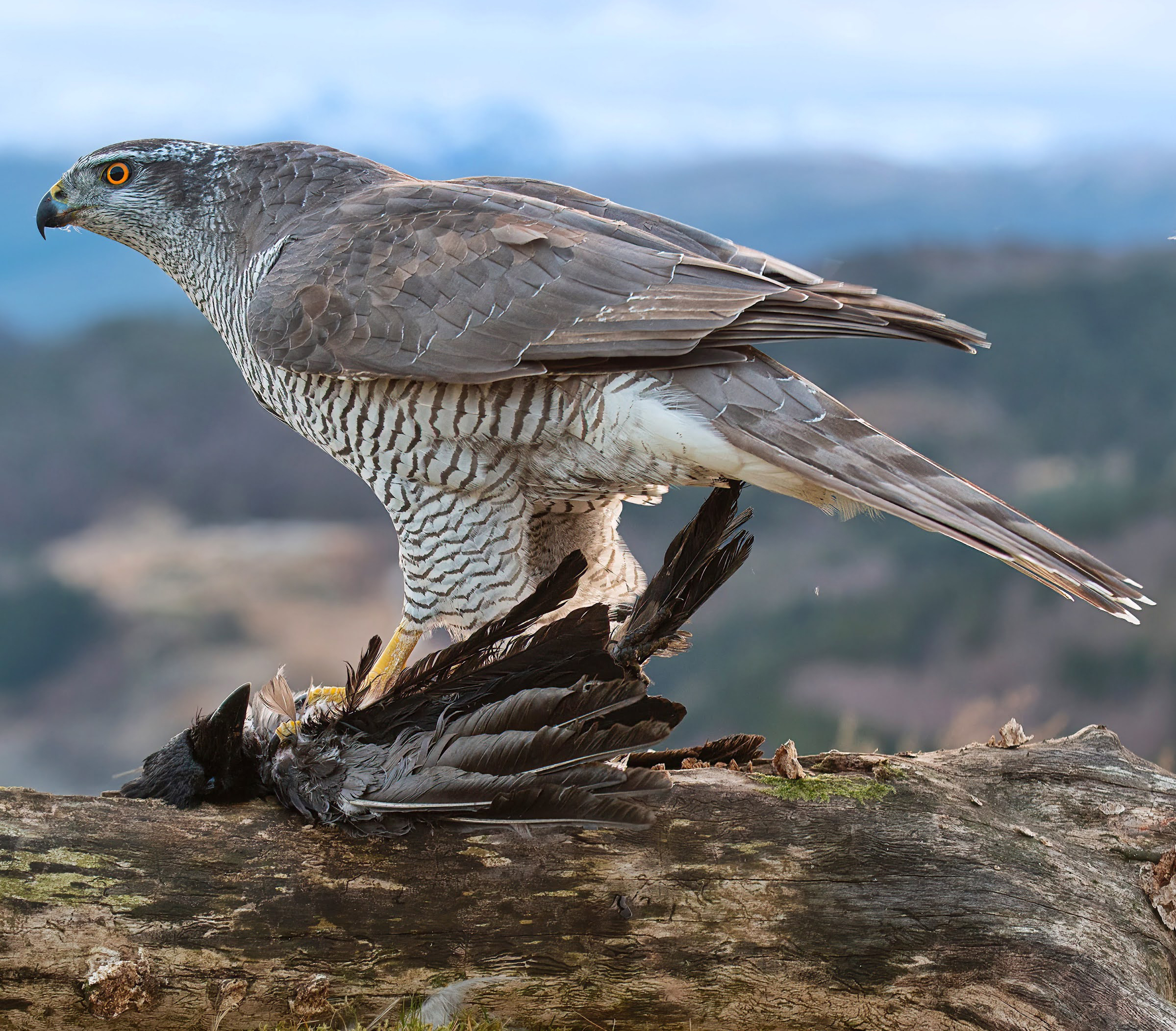 Eurasian Goshawk eating a crow. Photo: Kjetil Salomonsen.