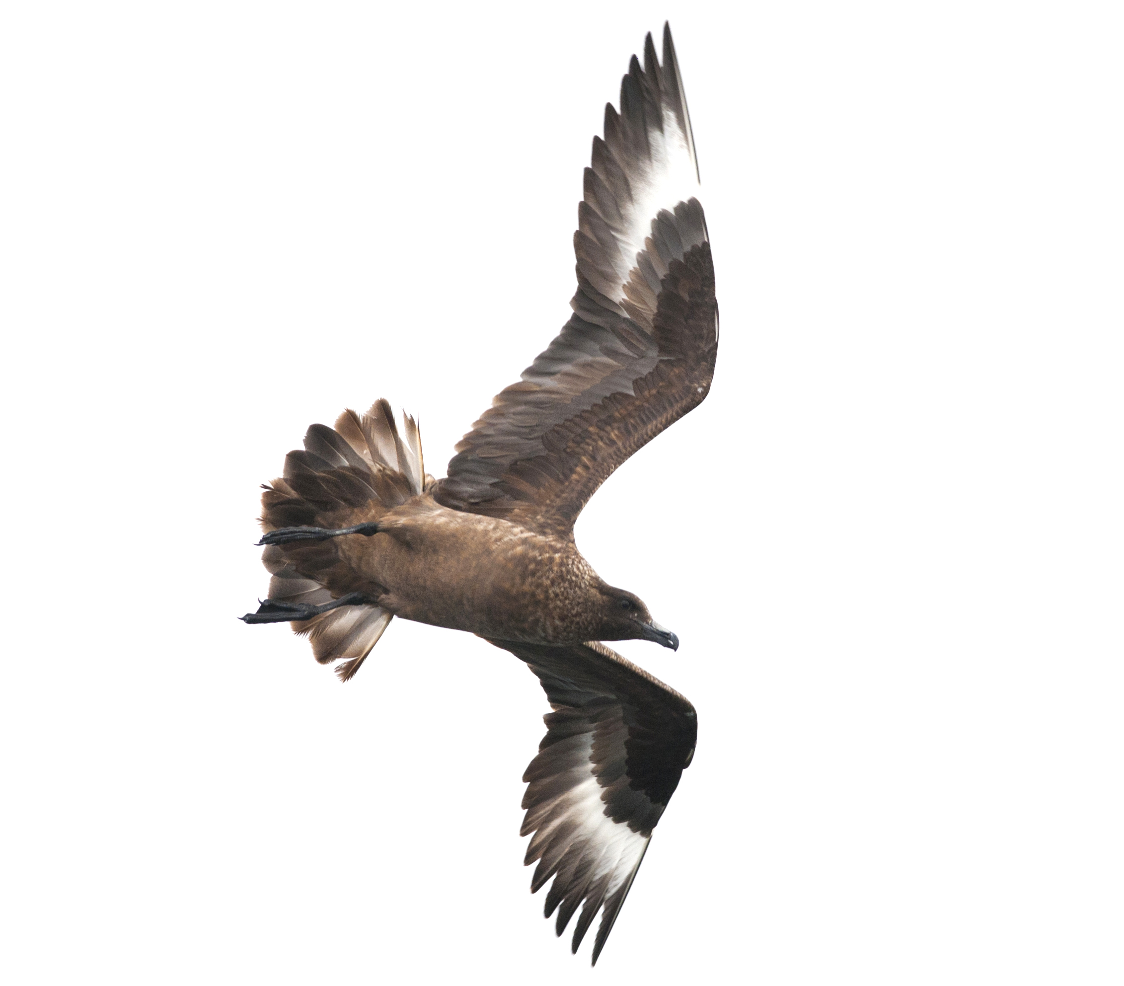 Great Skua. Photo: Terje Lislevand.  