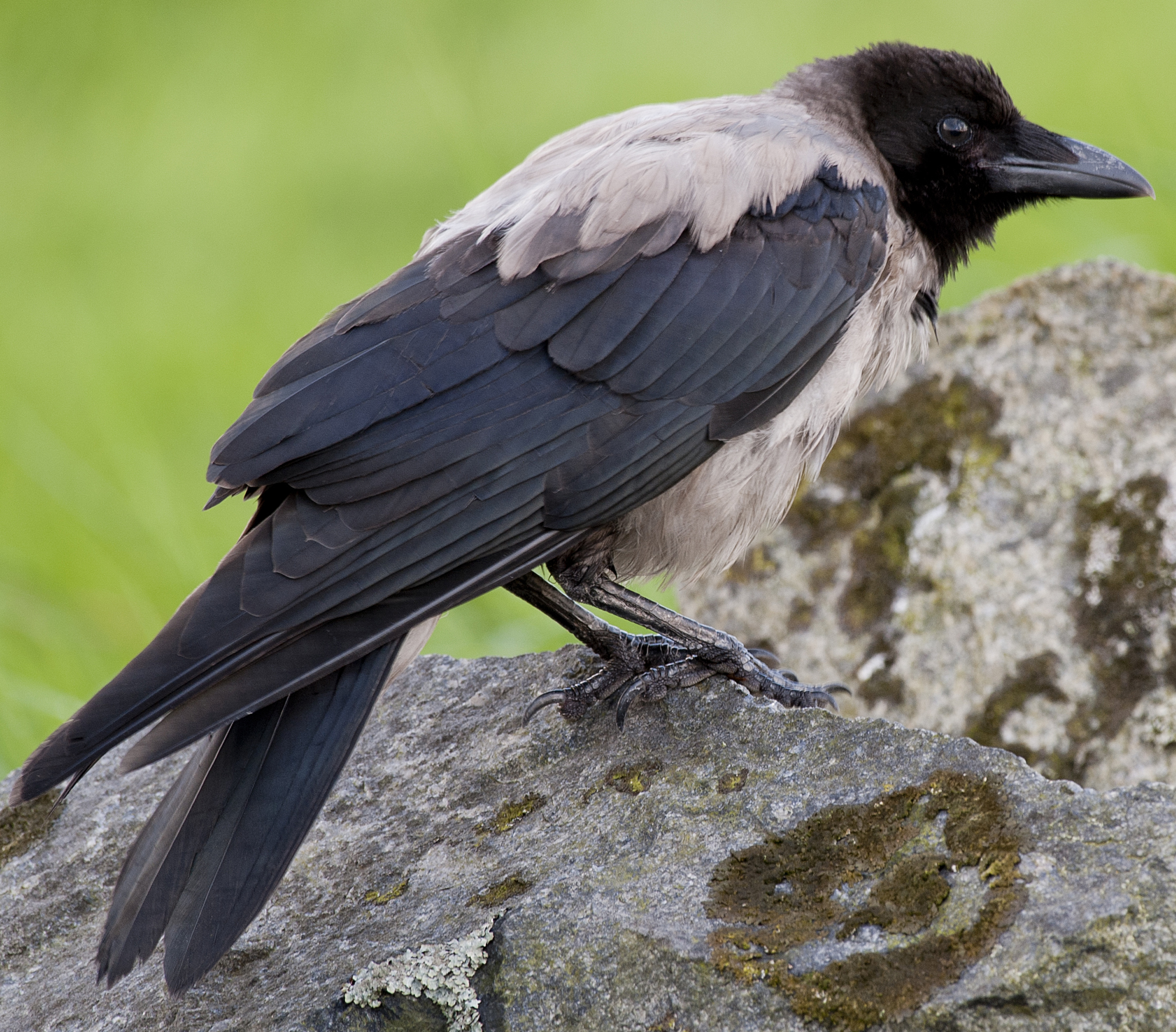 Hooded crow. Photo: Terje Lislevand.