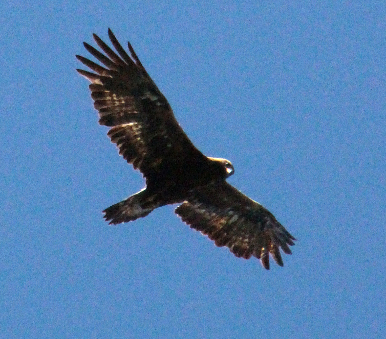 Photo: Henning Dunker.