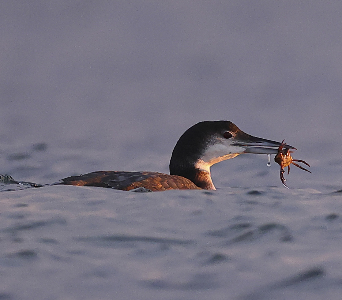 Common Loon by Torborg Berge
