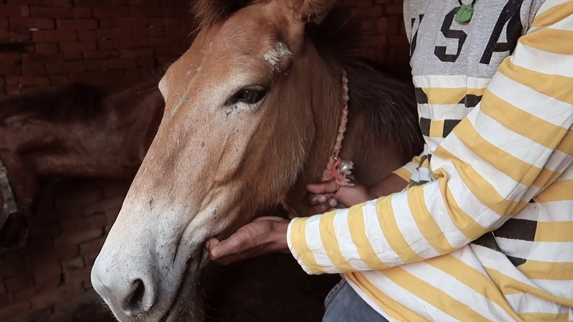 A mule and a person hands grabing its head and neck