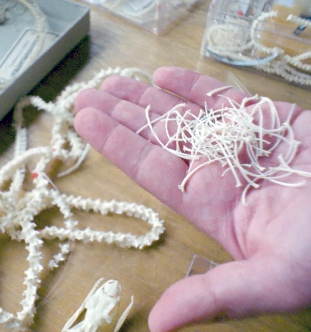 An open hand holds a small pile of small bones from a snake skeleton.